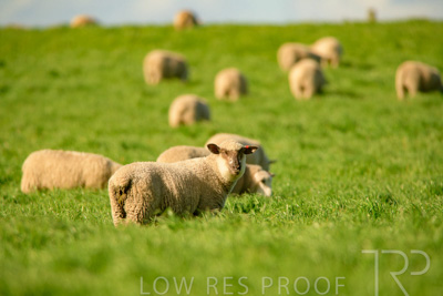 October 2022 / Mt-Shank-221017-6159