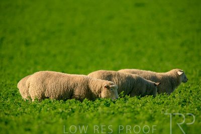 October 2022 / Mt-Shank-221017-6167