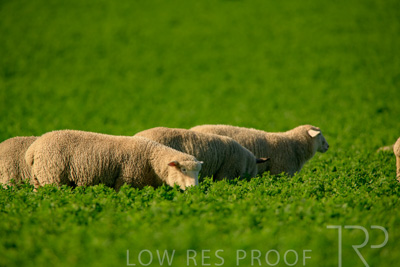 October 2022 / Mt-Shank-221017-6172