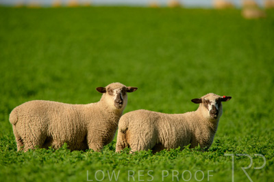 October 2022 / Mt-Shank-221017-6191