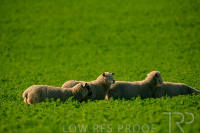 October 2022 / Mt-Shank-221017-6204