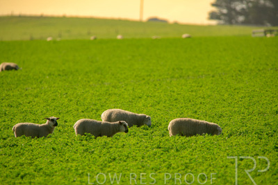 October 2022 / Mt-Shank-221017-6211