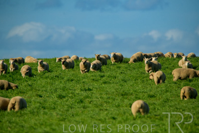 October 2022 / Mt-Shank-221017-6242