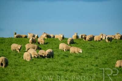 October 2022 / Mt-Shank-221017-6258