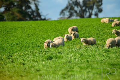 October 2022 / Mt-Shank-221017-6290