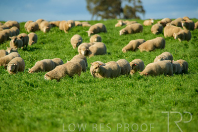 October 2022 / Mt-Shank-221017-6293