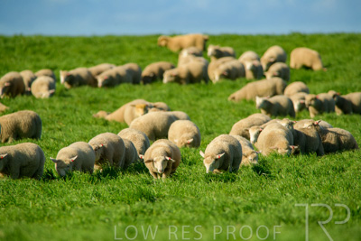 October 2022 / Mt-Shank-221017-6313