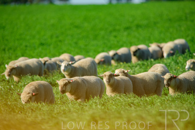 October 2022 / Mt-Shank-221017-6337