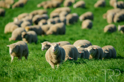 October 2022 / Mt-Shank-221017-6344