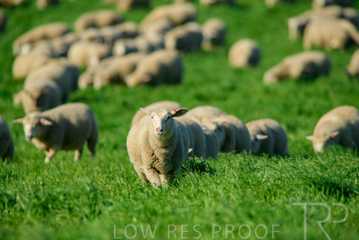 October 2022 / Mt-Shank-221017-6349