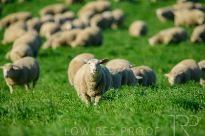 October 2022 / Mt-Shank-221017-6352