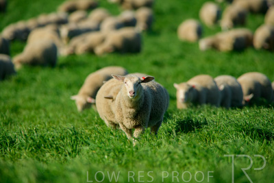 October 2022 / Mt-Shank-221017-6355