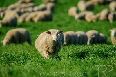 October 2022 / Mt-Shank-221017-6358