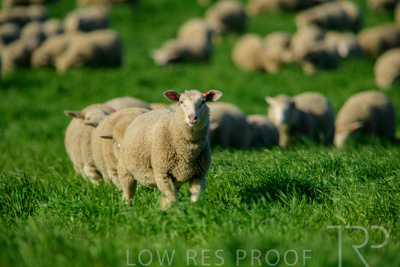 October 2022 / Mt-Shank-221017-6363