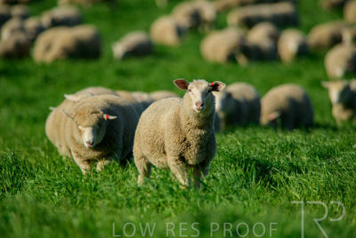 October 2022 / Mt-Shank-221017-6369