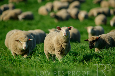 October 2022 / Mt-Shank-221017-6374