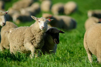 October 2022 / Mt-Shank-221017-6381