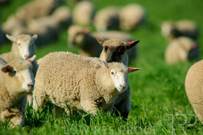 October 2022 / Mt-Shank-221017-6382