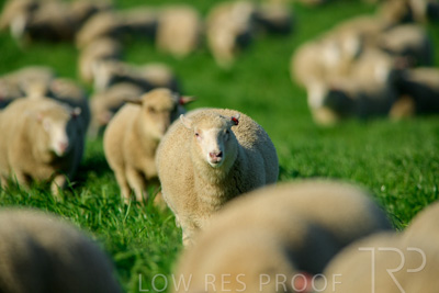 October 2022 / Mt-Shank-221017-6387