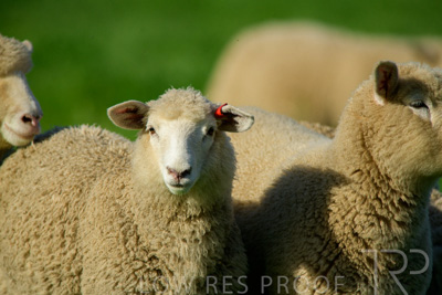 October 2022 / Mt-Shank-221017-6395