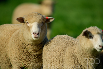 October 2022 / Mt-Shank-221017-6398