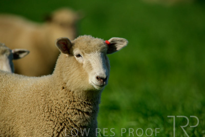 October 2022 / Mt-Shank-221017-6403