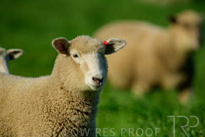 October 2022 / Mt-Shank-221017-6405