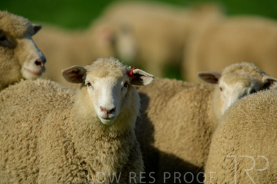 October 2022 / Mt-Shank-221017-6407