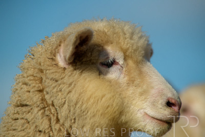 October 2022 / Mt-Shank-221017-6411