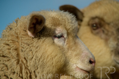 October 2022 / Mt-Shank-221017-6413