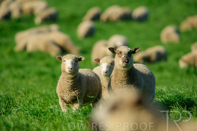 October 2022 / Mt-Shank-221017-6421