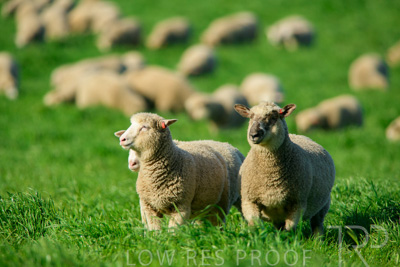 October 2022 / Mt-Shank-221017-6423