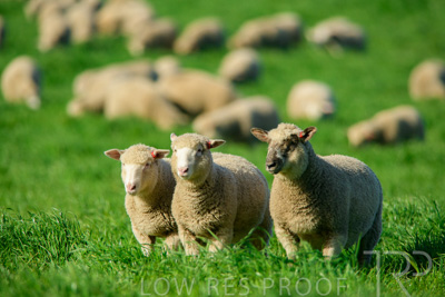 October 2022 / Mt-Shank-221017-6426