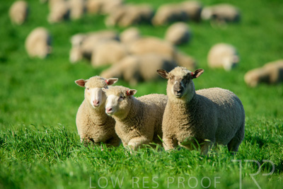 October 2022 / Mt-Shank-221017-6432