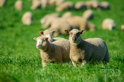 October 2022 / Mt-Shank-221017-6436