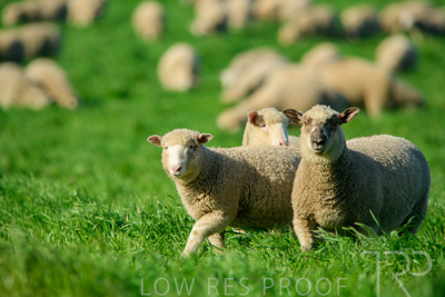 October 2022 / Mt-Shank-221017-6439