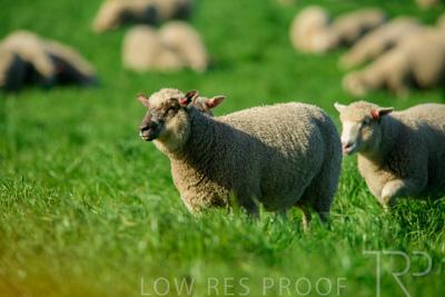 October 2022 / Mt-Shank-221017-6443