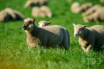 October 2022 / Mt-Shank-221017-6445