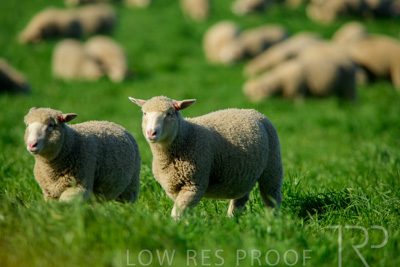 October 2022 / Mt-Shank-221017-6448