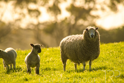 October 2022 / Mt-Shank-221017-6459