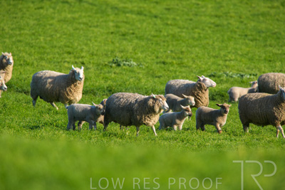 October 2022 / Mt-Shank-221017-6554