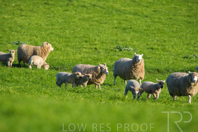 October 2022 / Mt-Shank-221017-6556