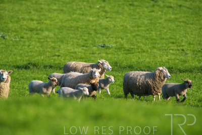 October 2022 / Mt-Shank-221017-6561