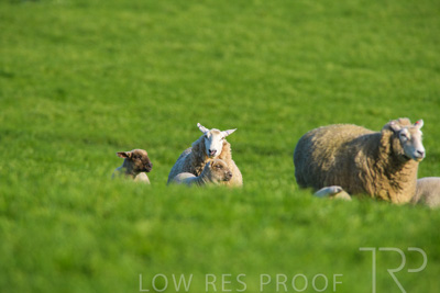 October 2022 / Mt-Shank-221017-6582