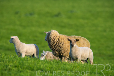 October 2022 / Mt-Shank-221017-6586