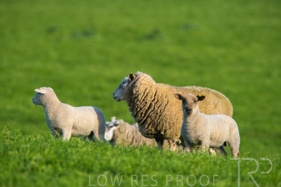 October 2022 / Mt-Shank-221017-6587