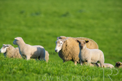 October 2022 / Mt-Shank-221017-6589