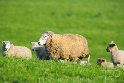 October 2022 / Mt-Shank-221017-6591