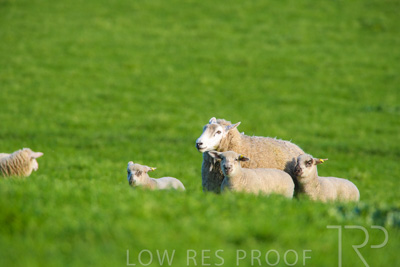 October 2022 / Mt-Shank-221017-6594