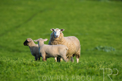 October 2022 / Mt-Shank-221017-6595